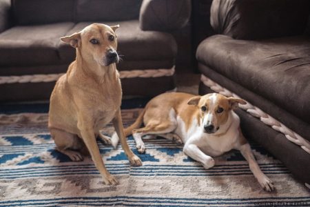 10641237_823475627723312_9023700166710436163_nbooscout